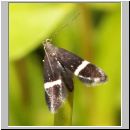 Gelechiidae sp - Palpenmotte 01a.jpg